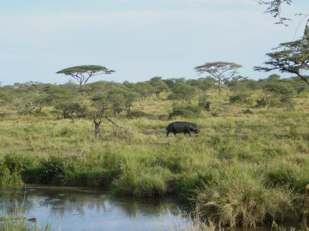Serengeti - hipopotam na wycieczce