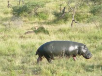 Serengeti - hipopotam