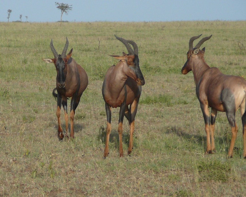 antylopy topi