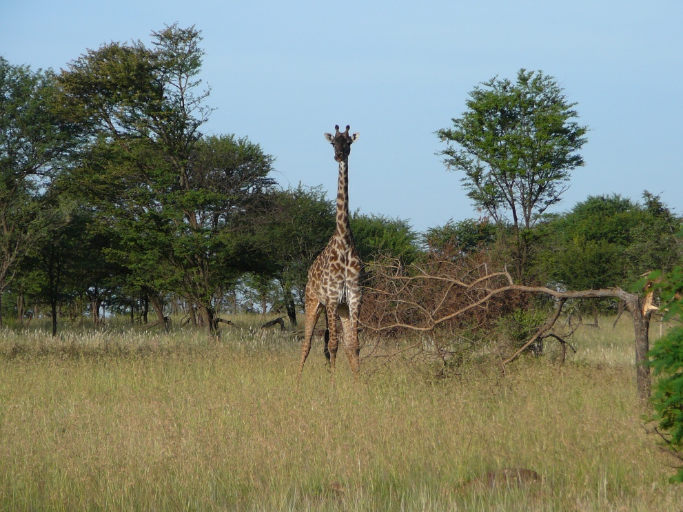 żyrafa w Serengeti