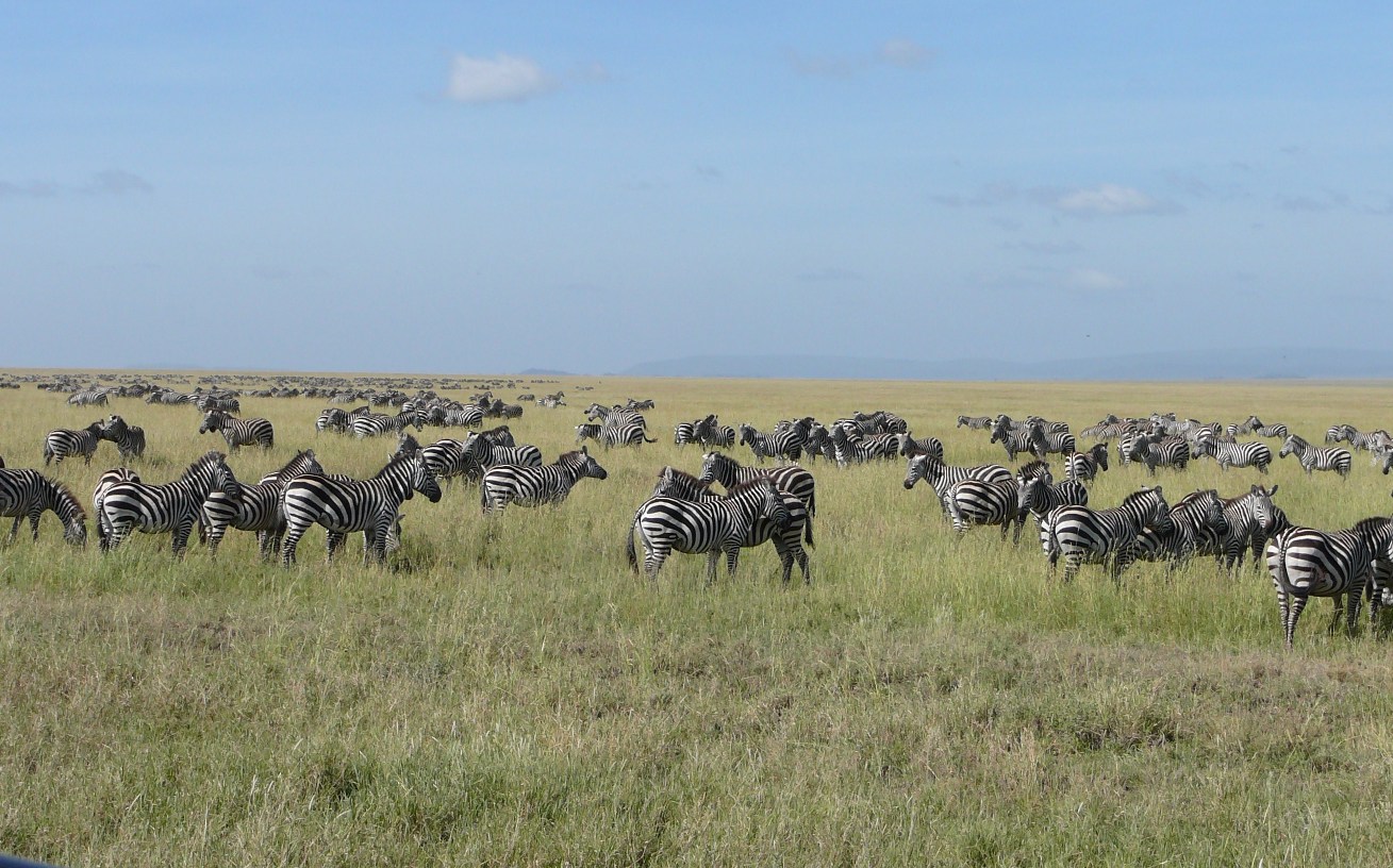 Serengeti  -Zebry po horyzont