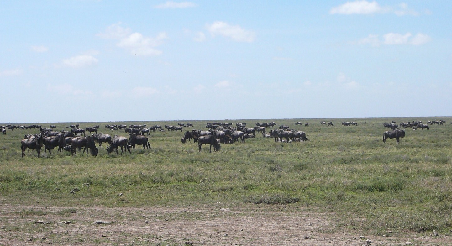 Gnu