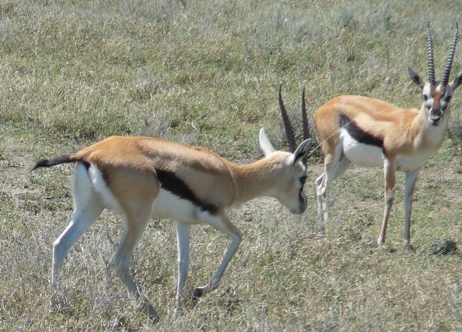 gazele Thomsona w Serengeti