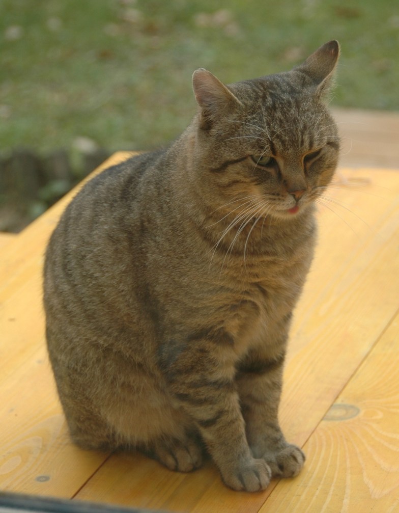 Buzuki