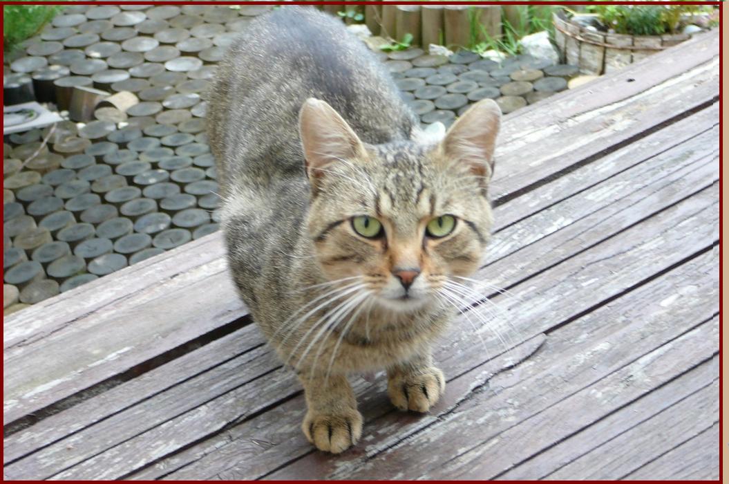 Bojaźliwy Buzuki