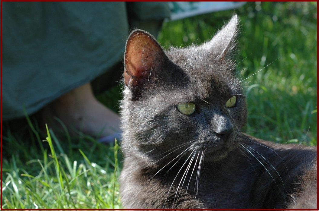 portret Łobuza