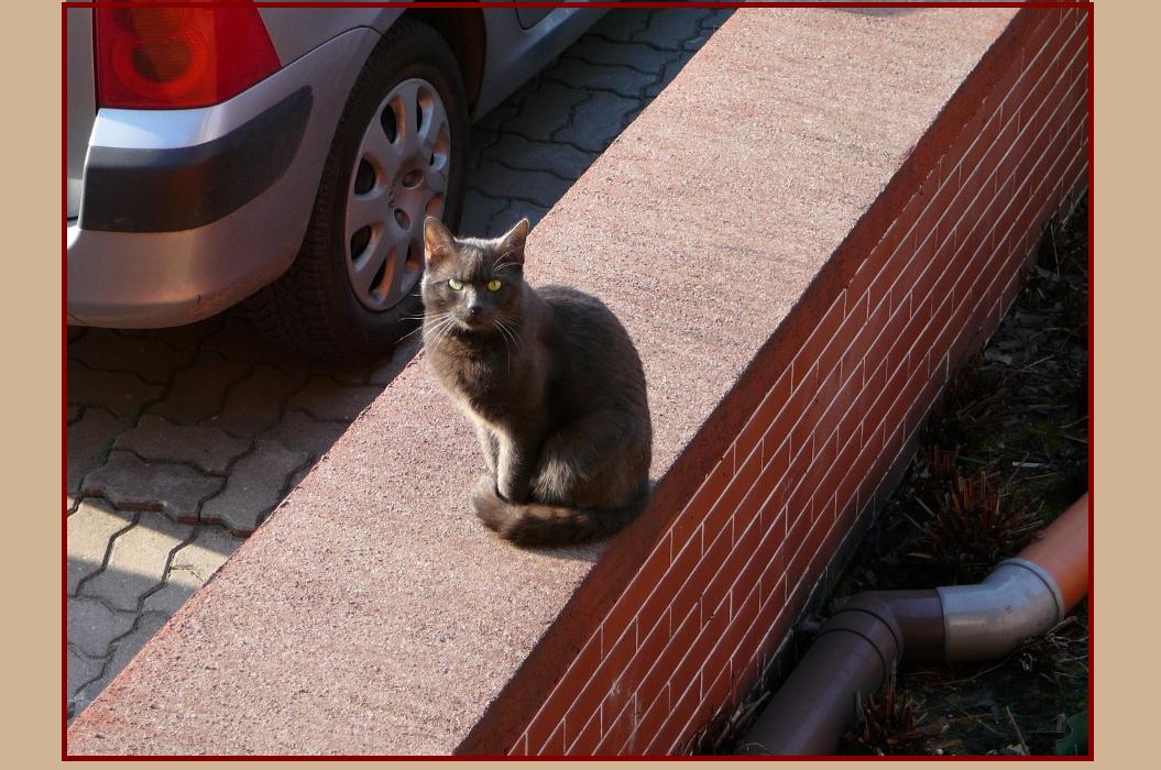 Łobuz na ulicy