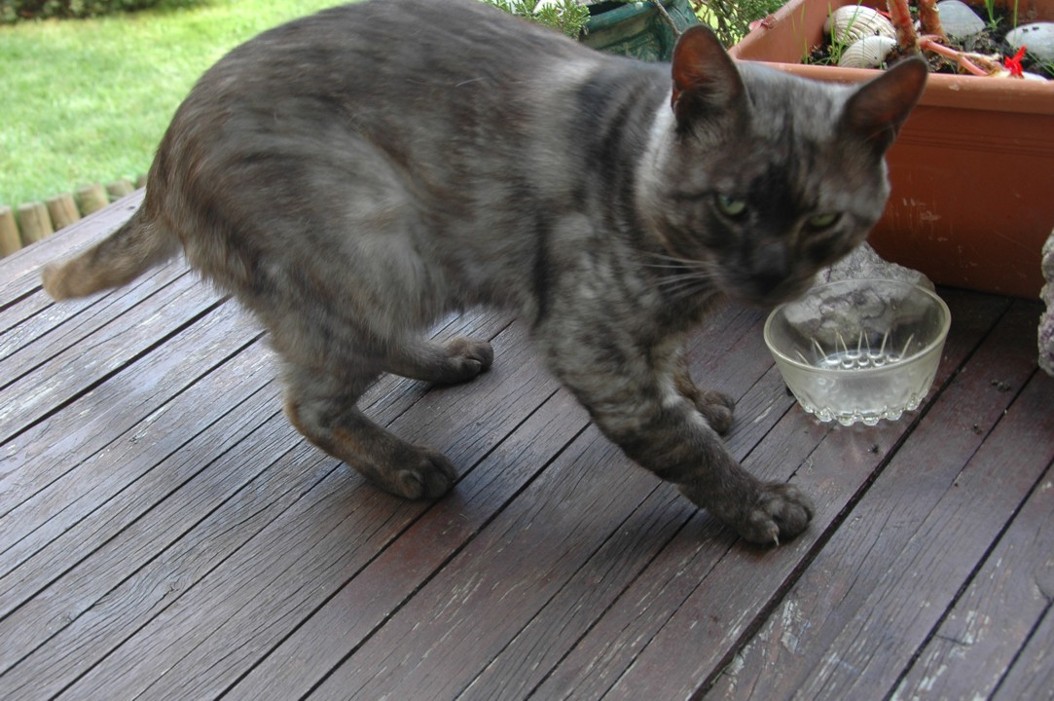 Wystraszony Ouzo