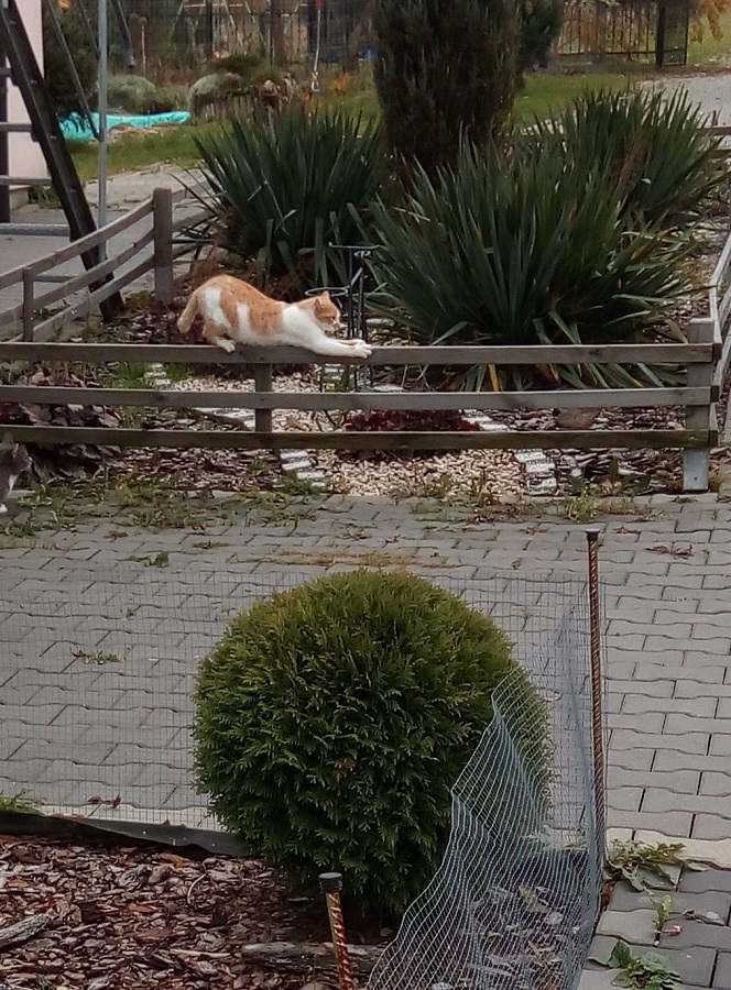 kotka w Nowej Słupi
