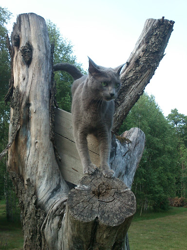 Mojka na drzewie