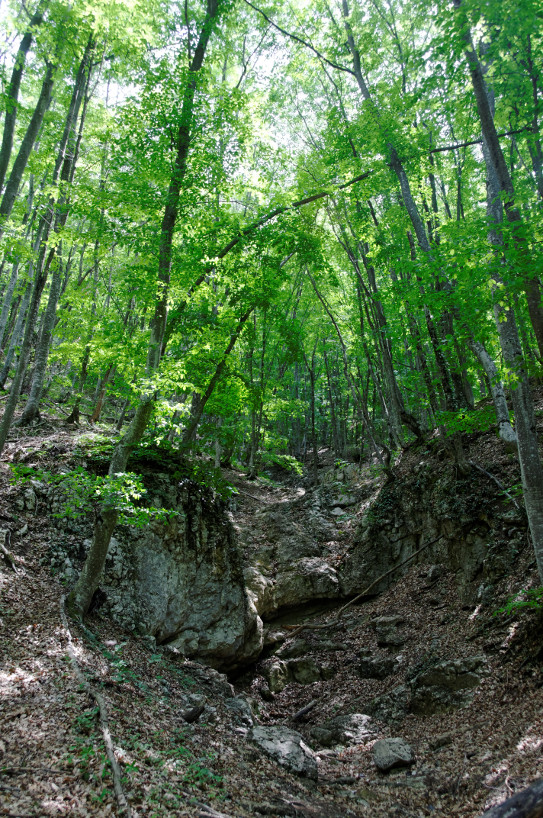 las na skałach
