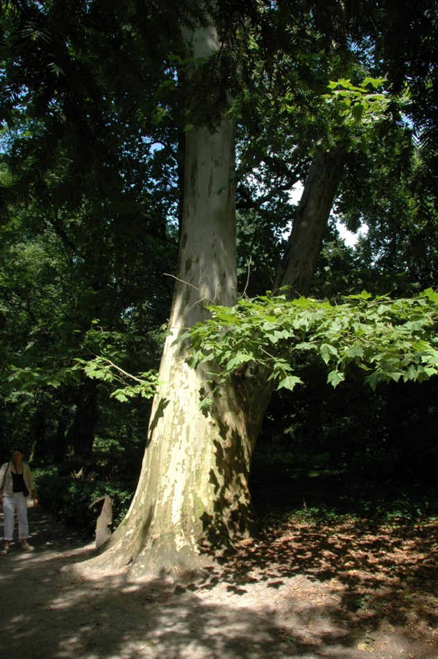 Platany w Arboretum Kórnickim