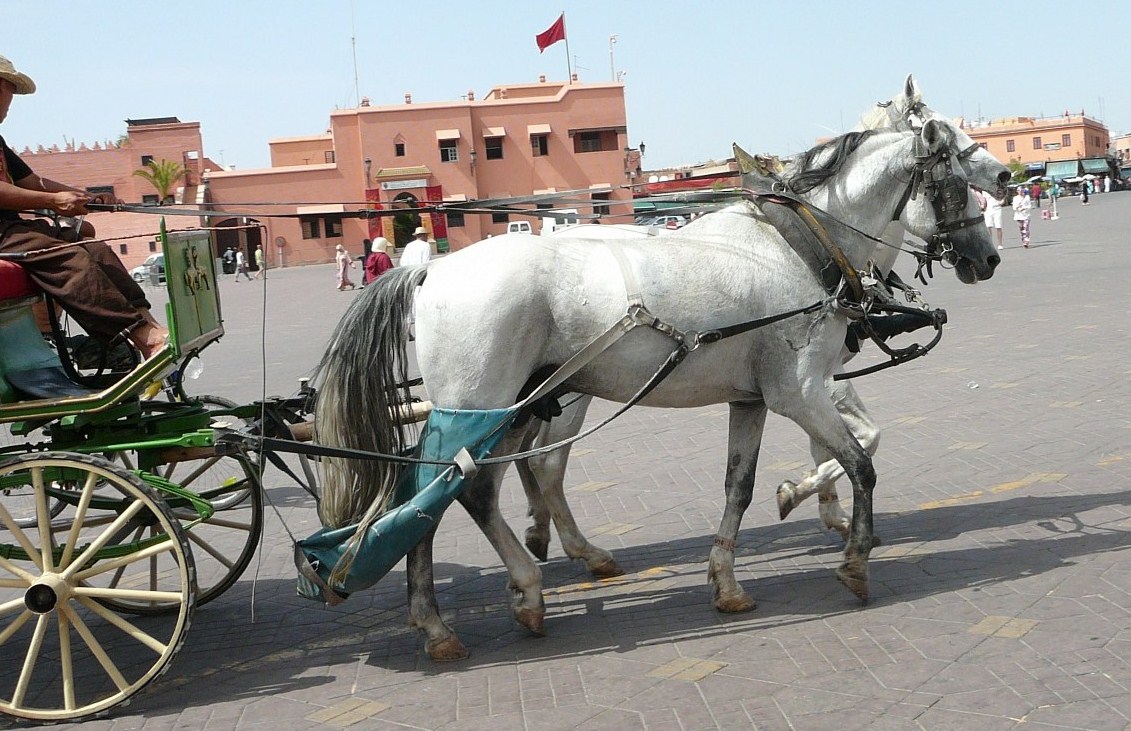 dorożka na placu w Marrakeszu