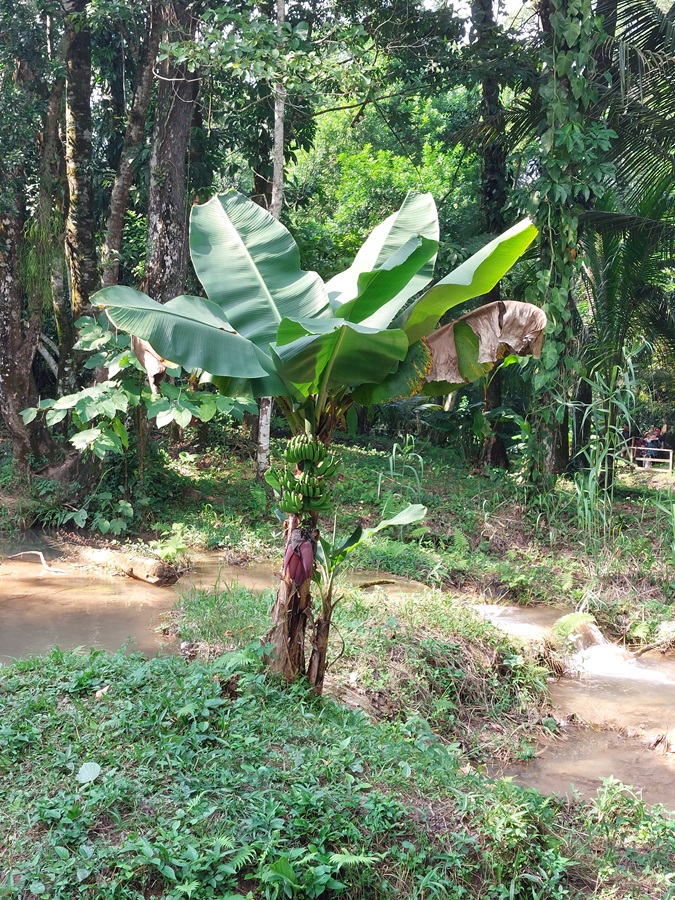 bananowiec