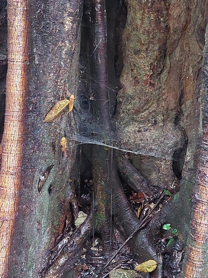 sieć tarantuli