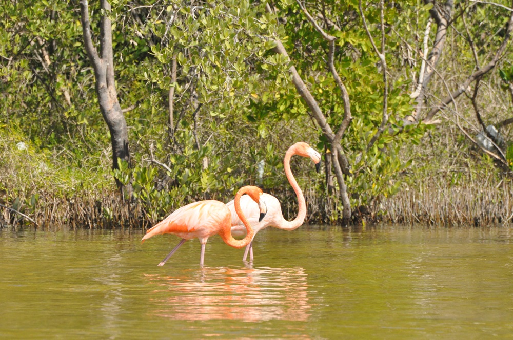 para flamingów Rio Lagartos