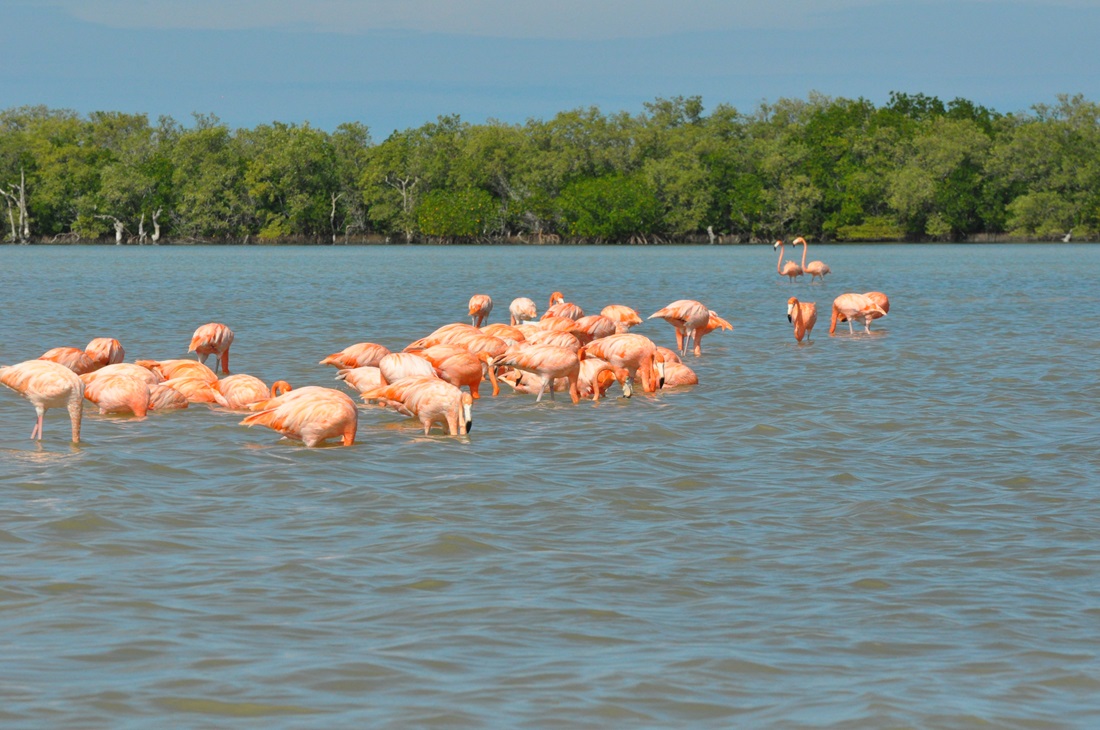 flamingi w Meksyku