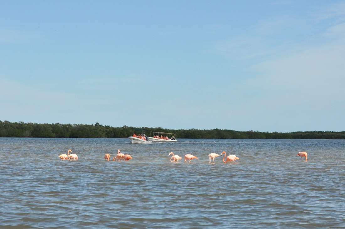 stado flamingów