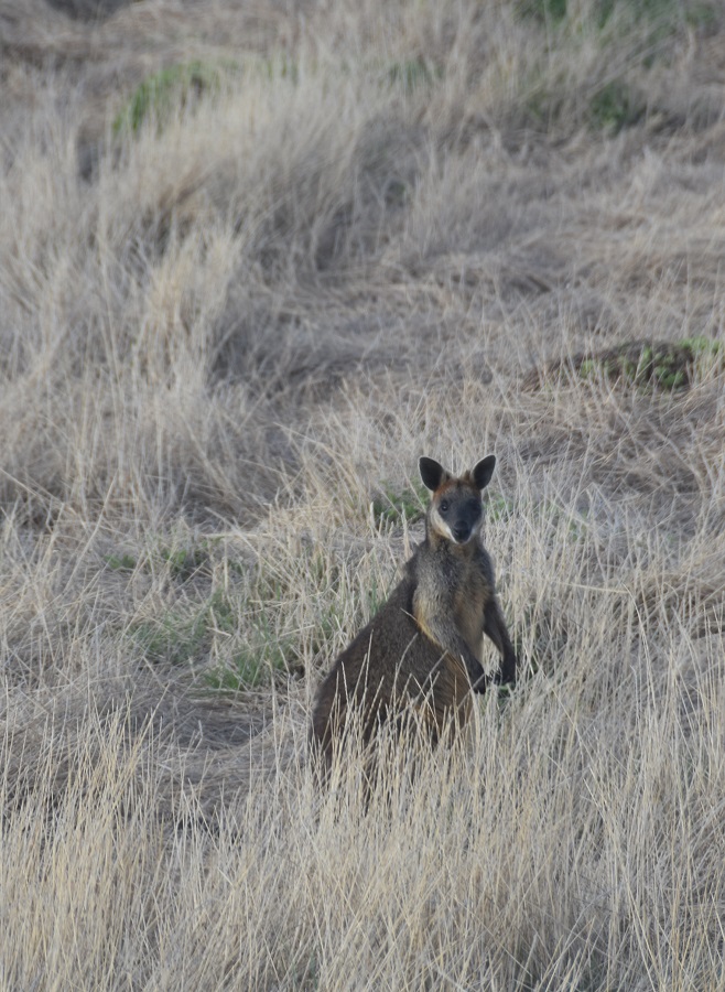mały kangur