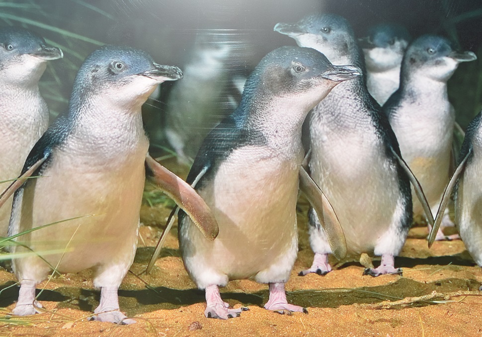 pingwiny niebieskie