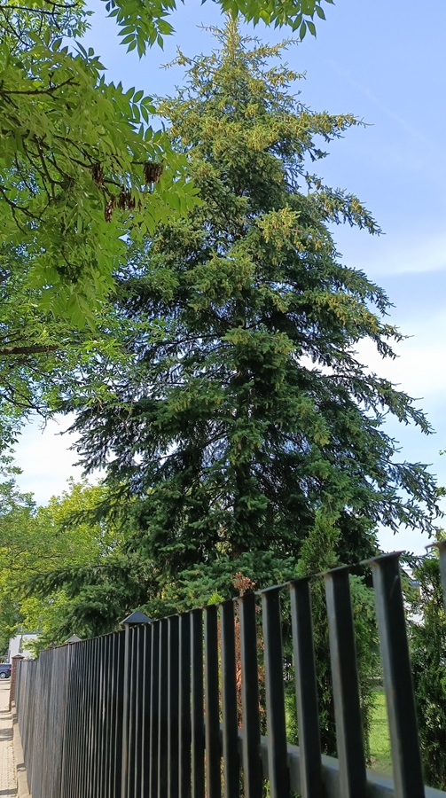 daglezja