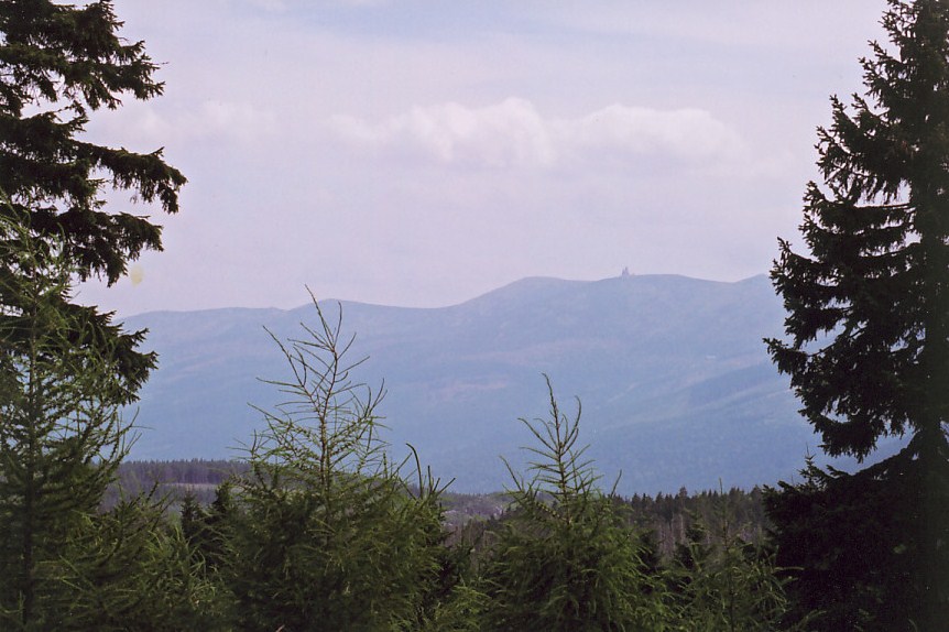 młodniak