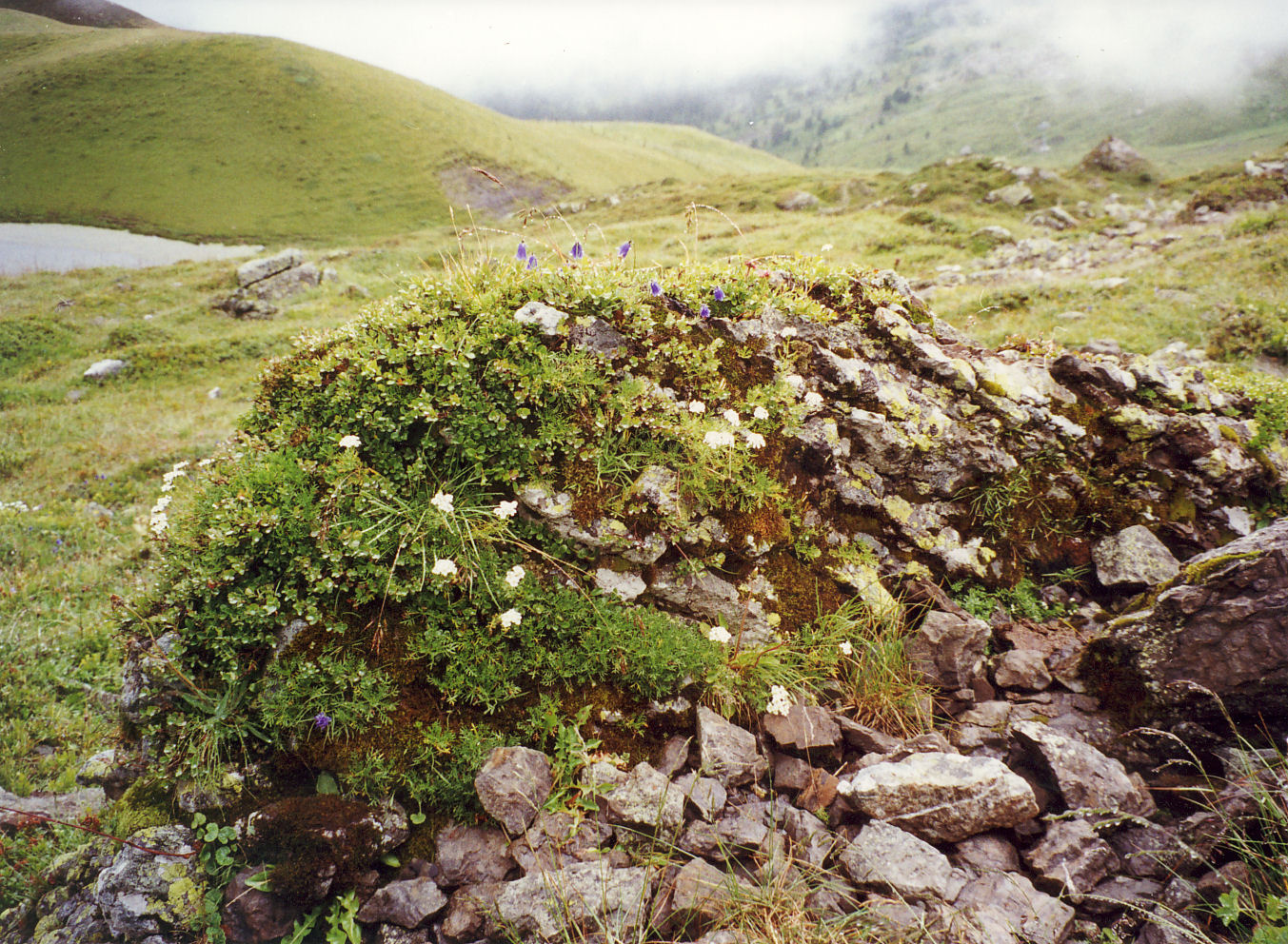 foto- rosliny alpejskie